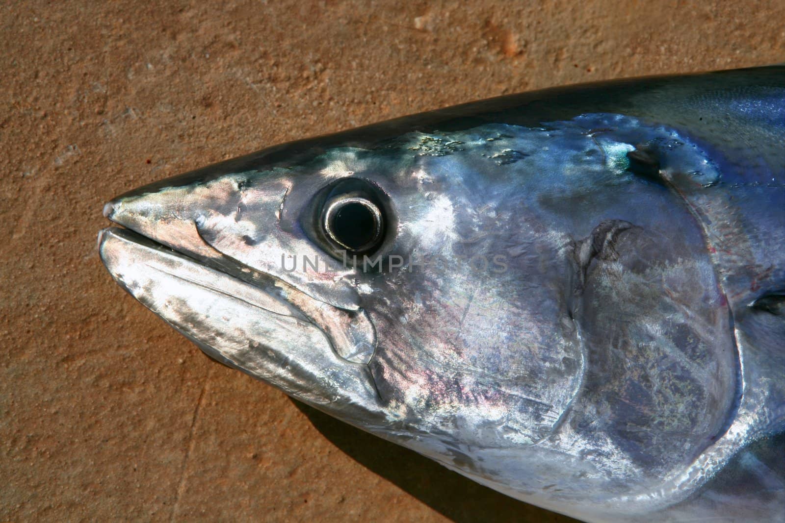 Bonito, skipjack tuna, Sarda Sarda, close up face portrait macro