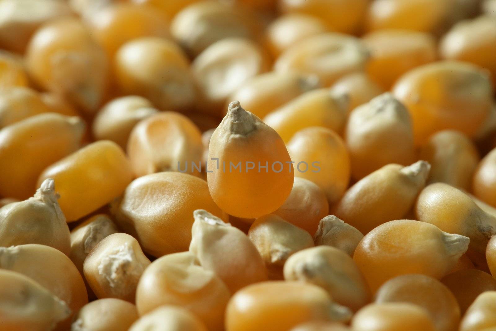 Dried macro corn seeds in orange color, as a texture background crop