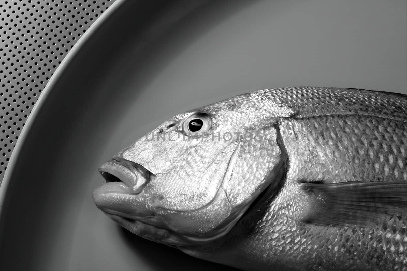 Denton, Mediterranean sparus fish, family of gilthead and snapper