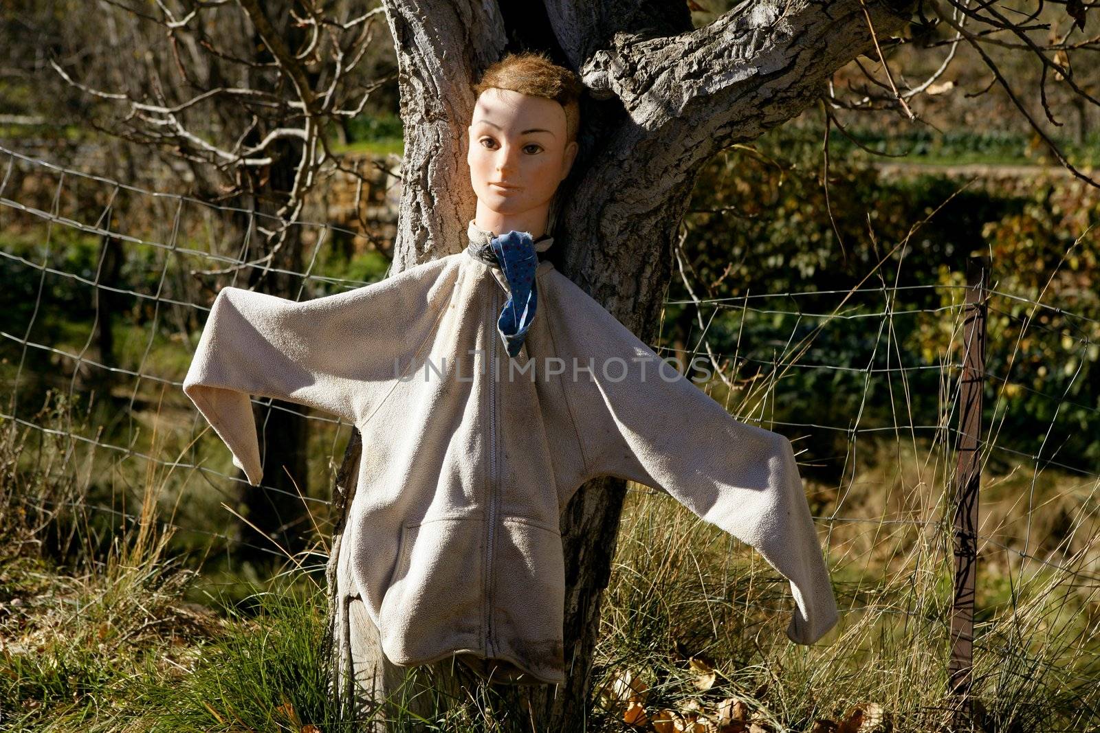 funny weird scarecrow with human face on the tree