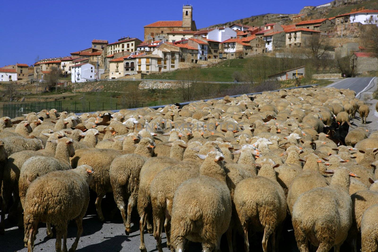 Lamb herd, sheep and gout flock walking on Spanish typical village