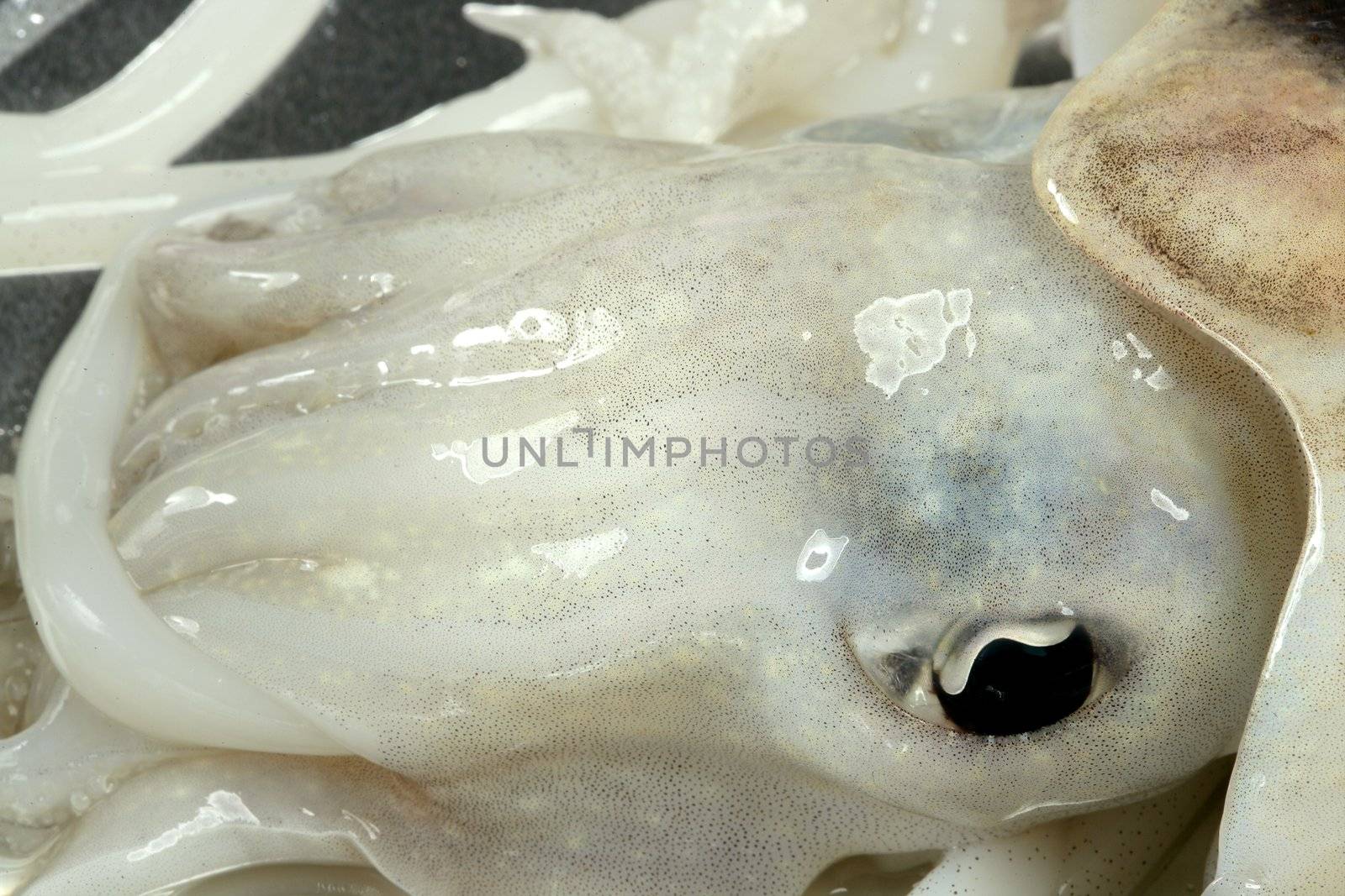 Cuttlefish uncooked, Squid Mediterranean seafood at studio