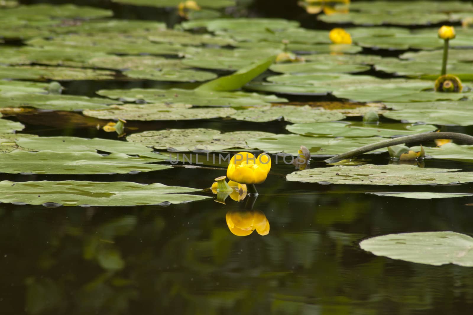 Yellow flower of a Pompebled.