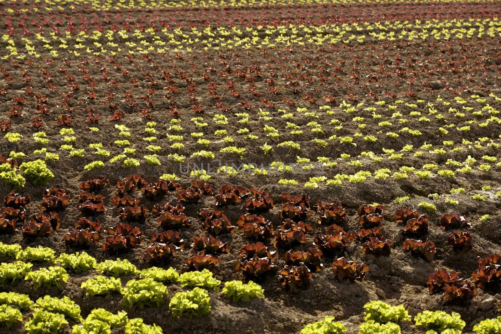 Red little baby lettuce in the fields from spain