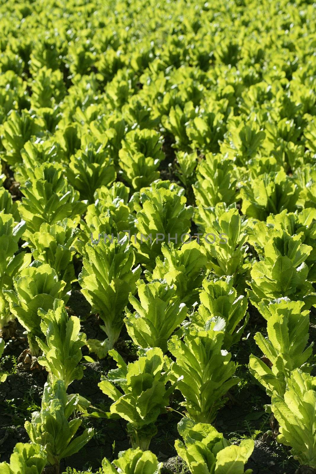 Green lettuce country in Spain. Sunny day outdoors