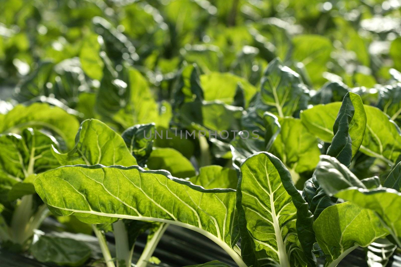 green chard cultivation in a hothouse field, Spain