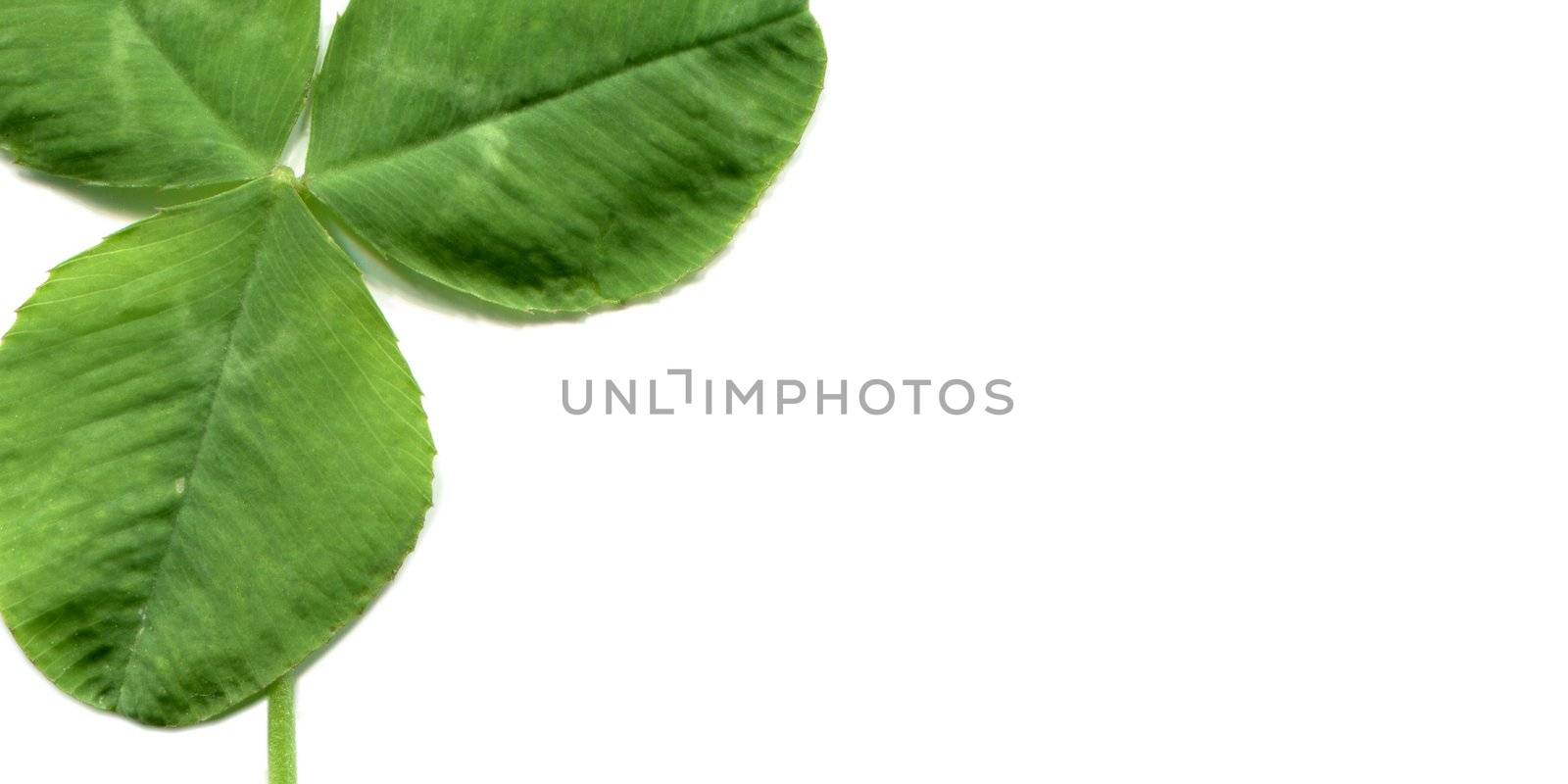 Shamrock three leafed clover trifolium plant over a white background with copy space