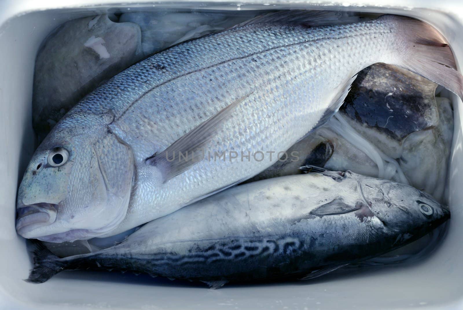 Denton, Mediterranean sparus fish, family of gilthead and snapper