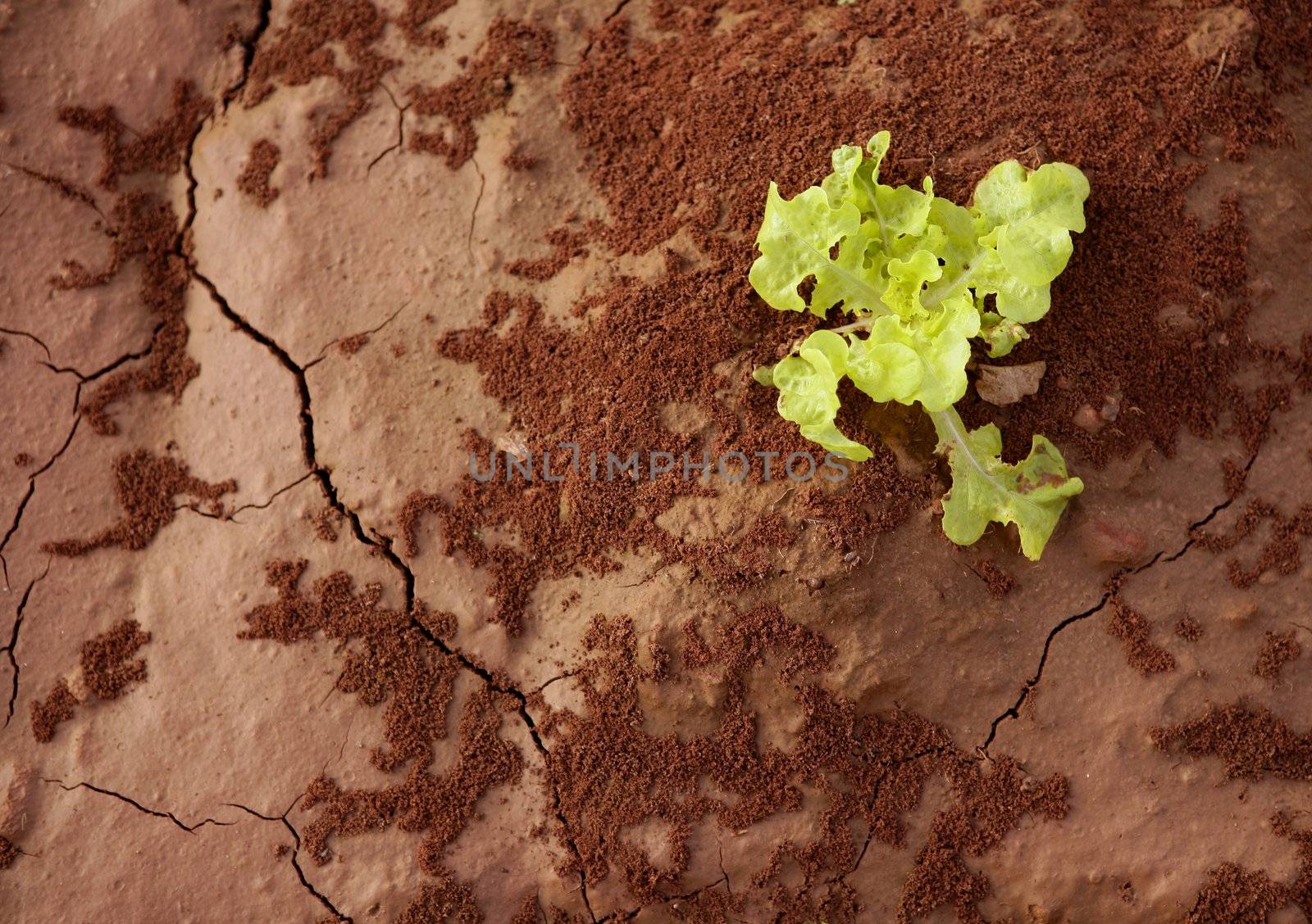 Lettuce green outbreak sprout over red clay floor, texture background
