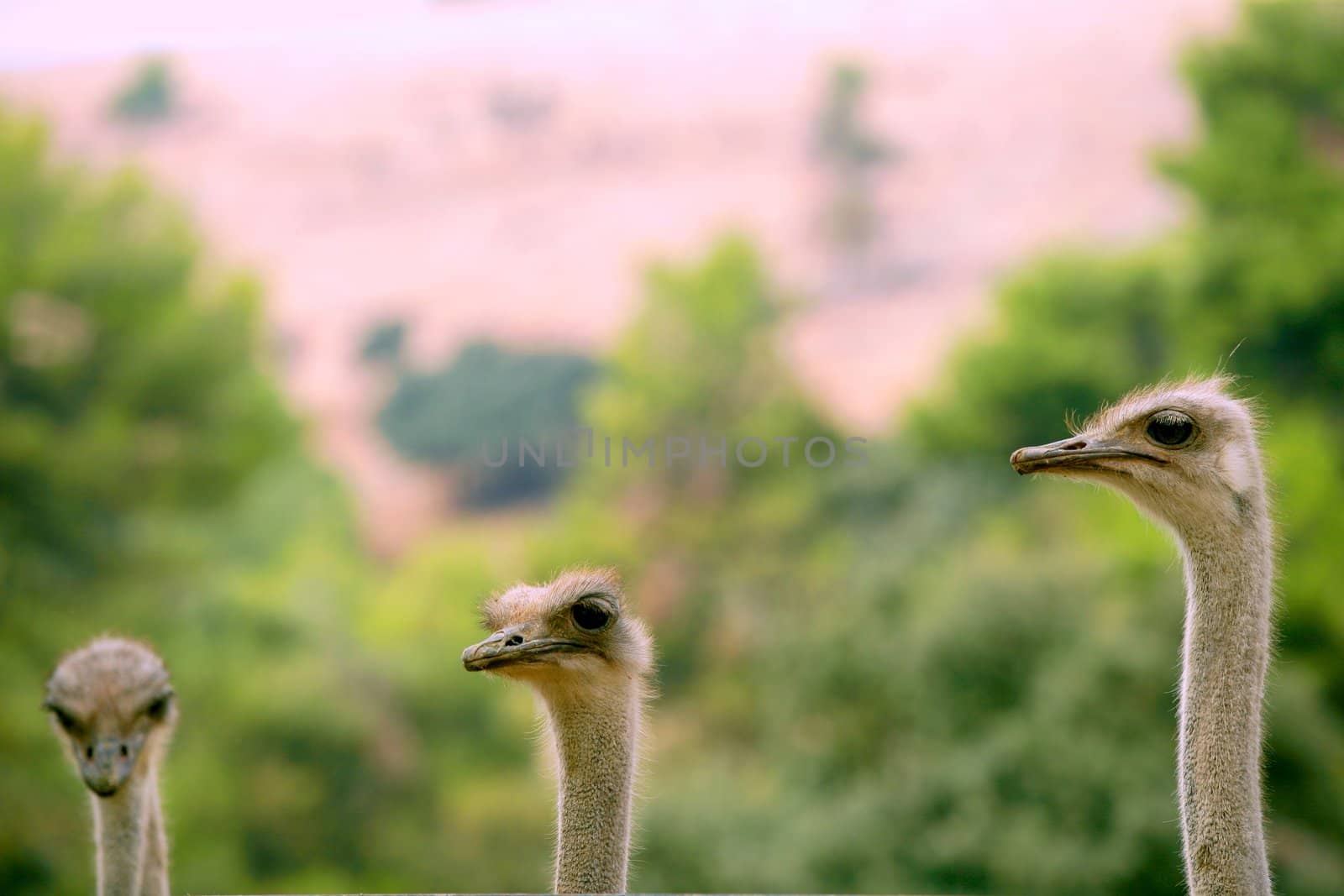 african three ostrich portrait, funny family, green outdoors