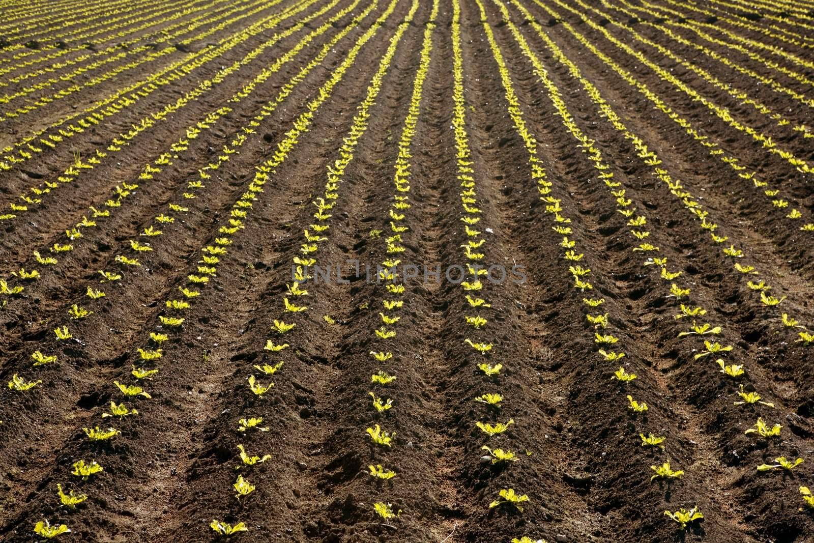 Little lettuce sprouts brown field, green vegetable outbreaks perspective