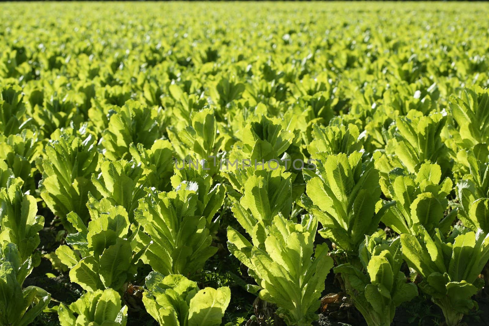 Green lettuce country in Spain. Sunny day outdoors