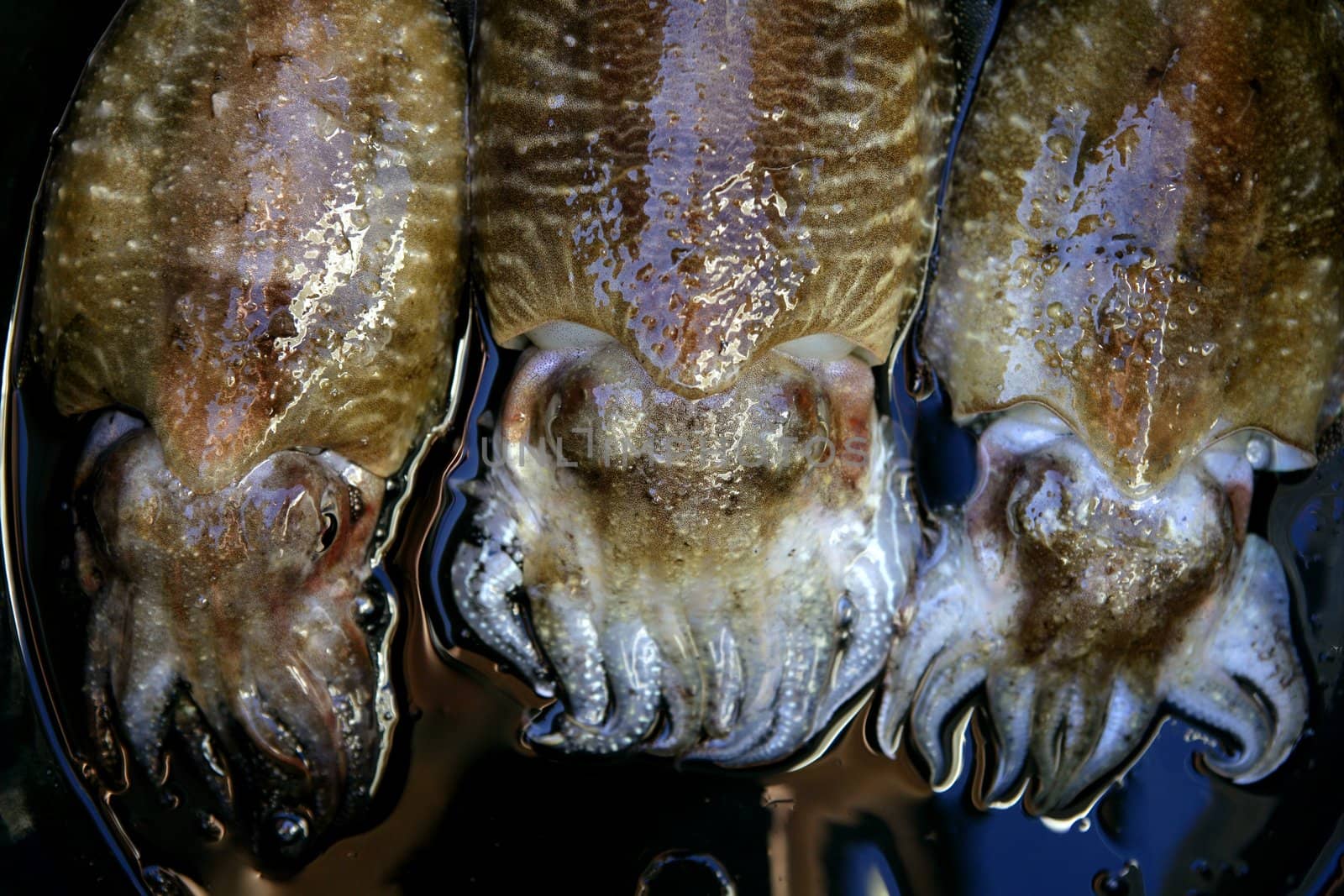 Cuttlefish squid over black water background, mediterranean