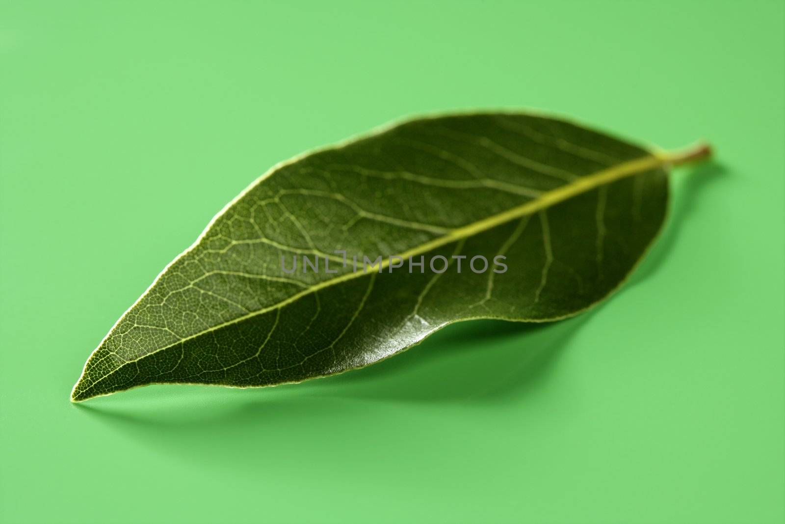 Shiny laurel leaf at green studio background