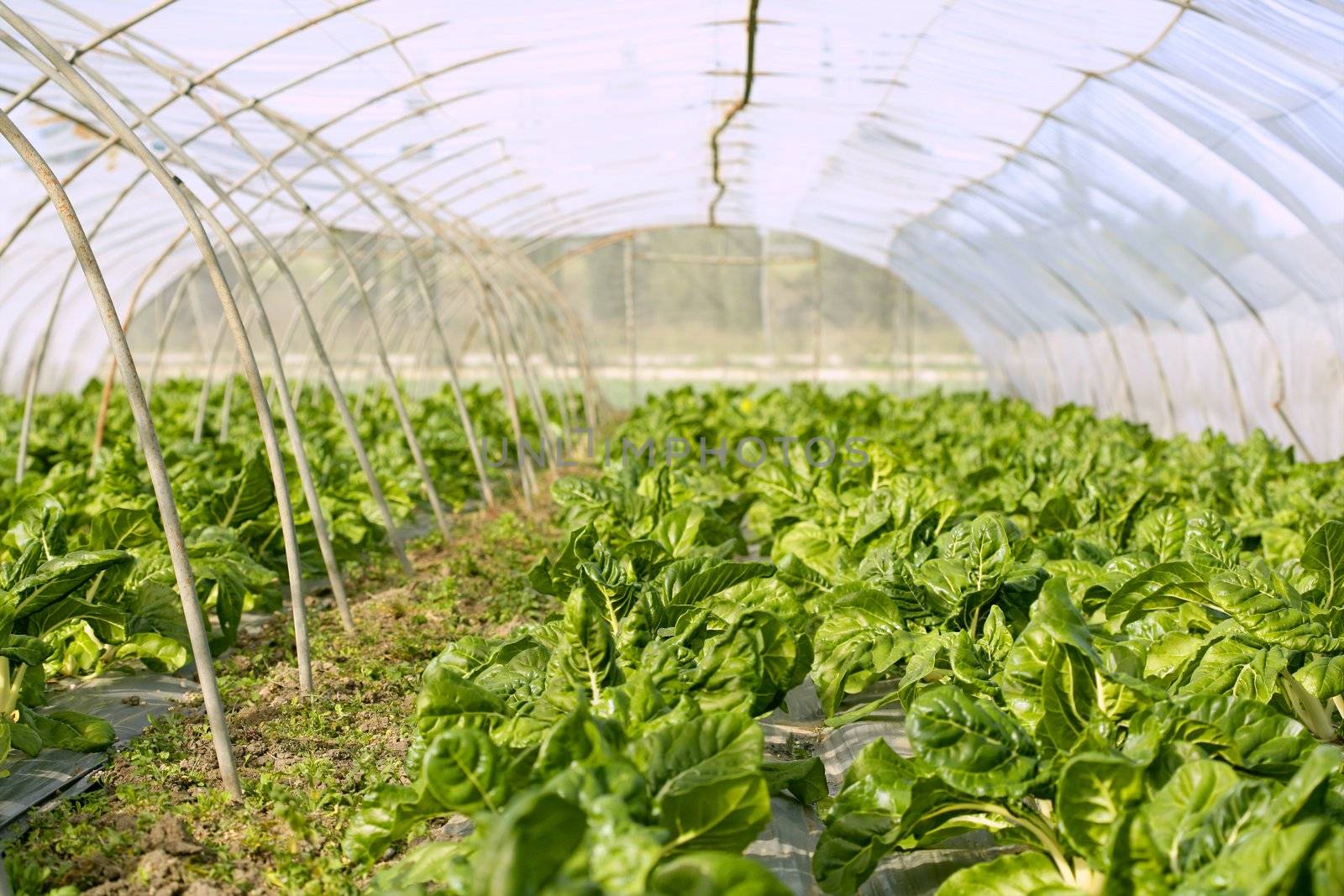 green chard cultivation in a hothouse field, Spain