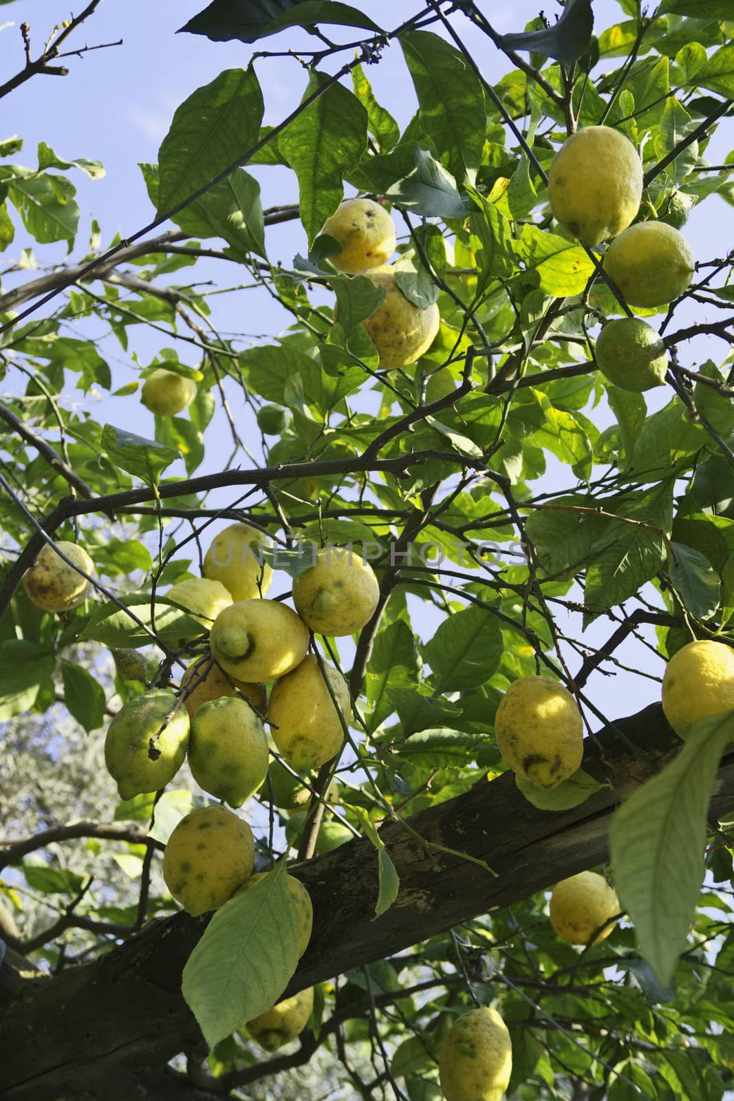 ITALY, Campania, Ischia island, mediterranean lemon tree