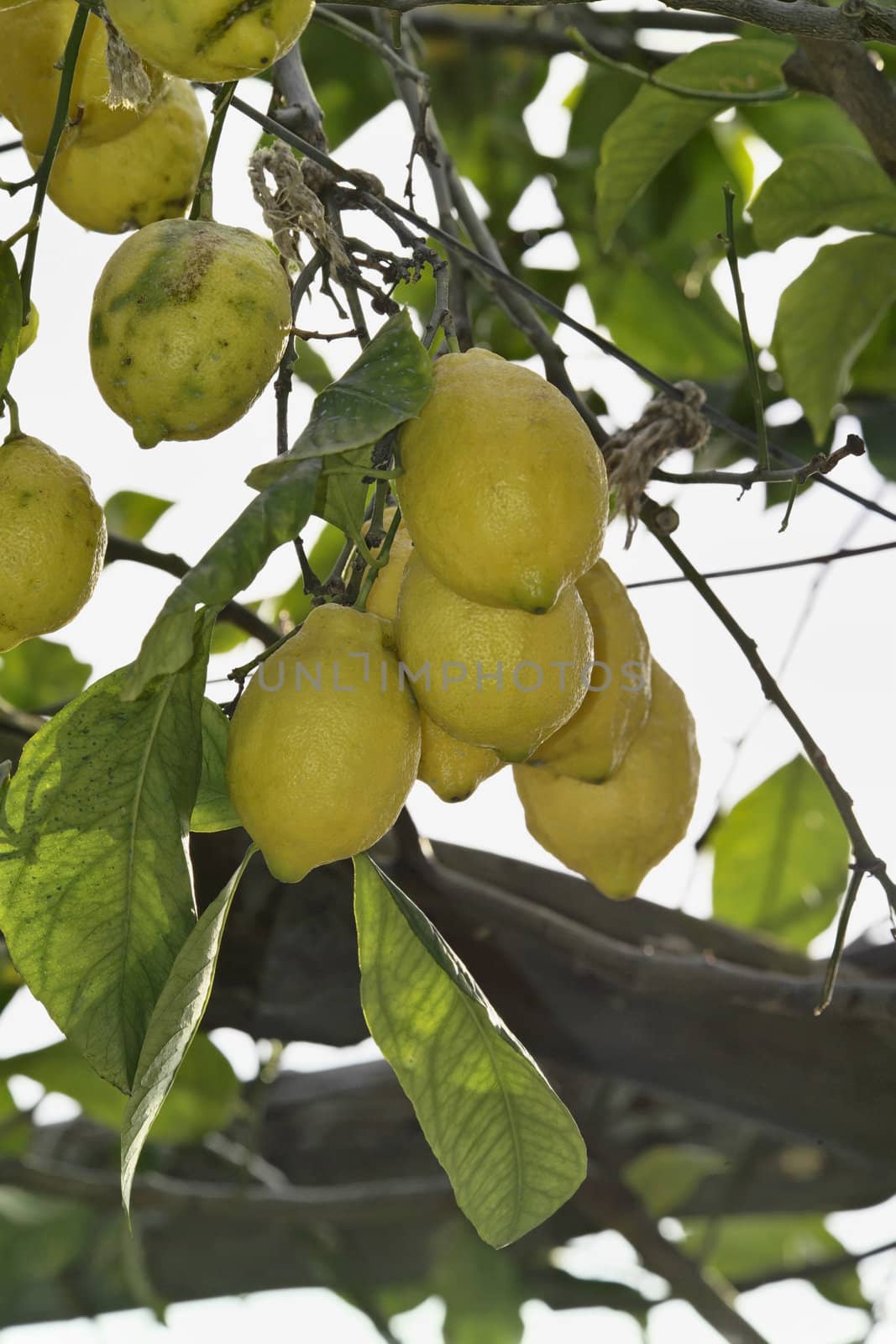 ITALY, Campania, Ischia island, mediterranean lemon tree