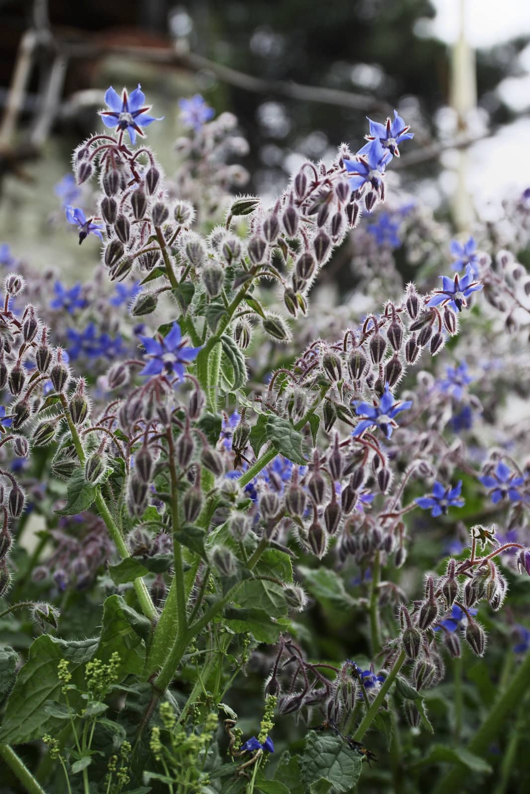 ITALY, Lazio, countryside, borage plant and flowers