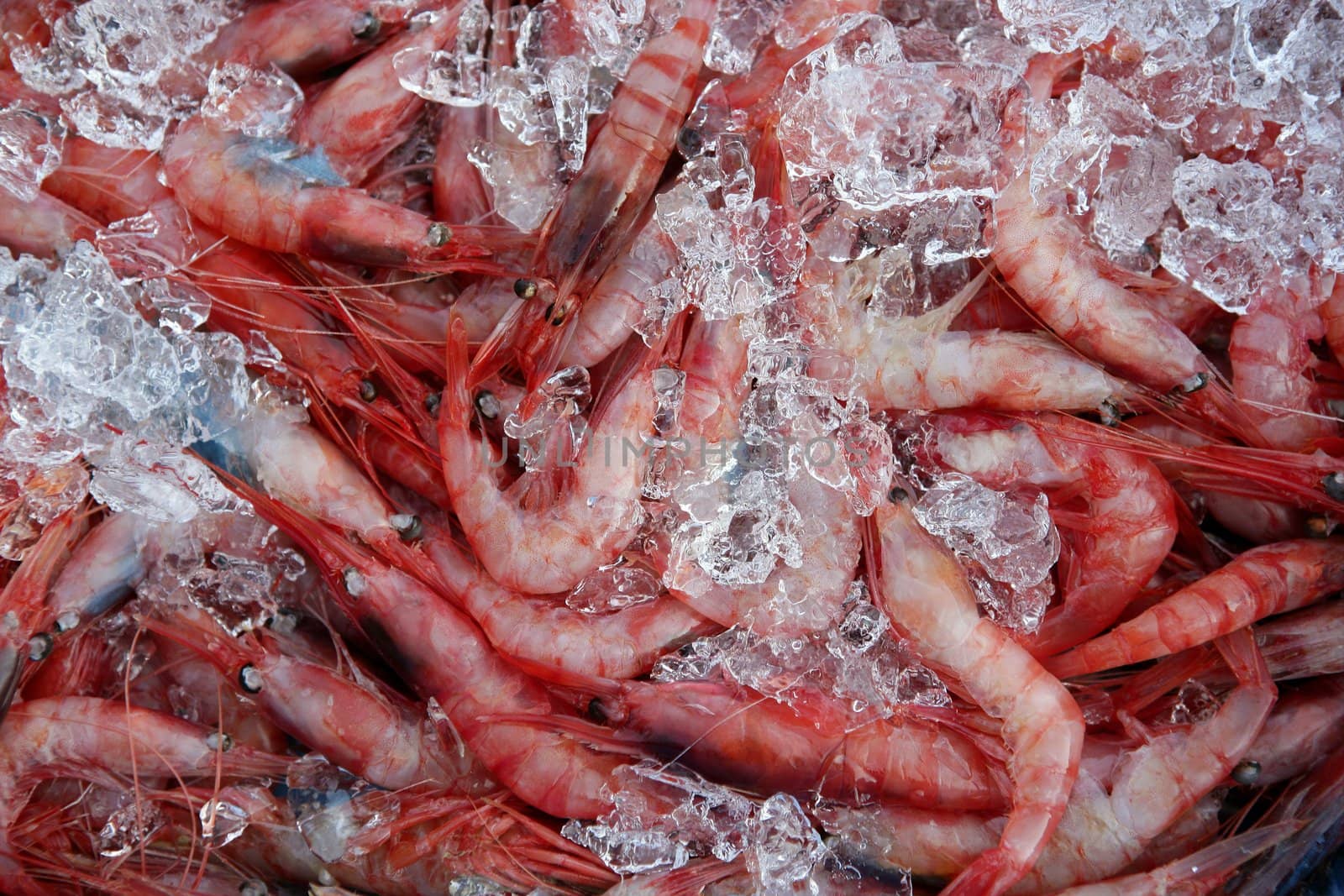 Orange shrimp, prawn, over ice surface, crustacean texture