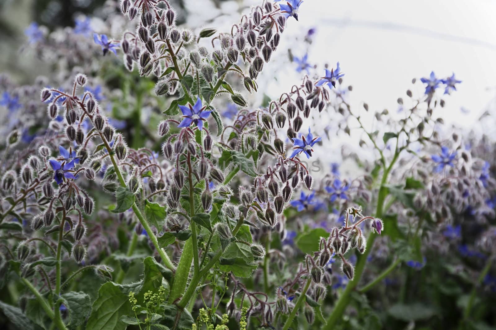 ITALY, Lazio, countryside, borage plant and flowers