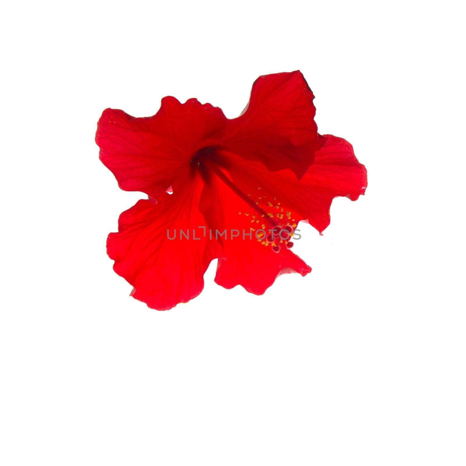 hibiscus on red color isolated over white studio background