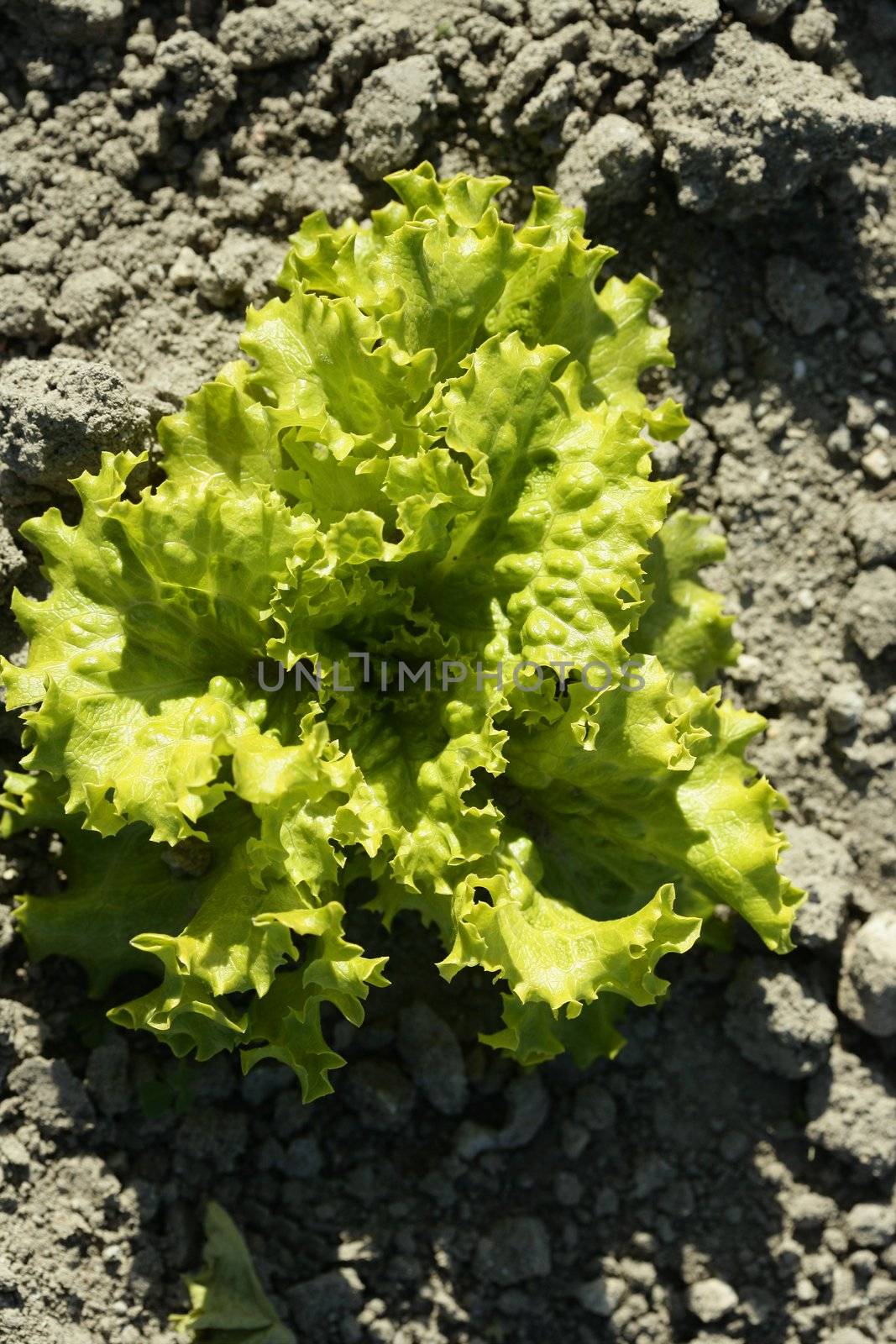 Green lettuce country in Spain. Sunny day outdoors