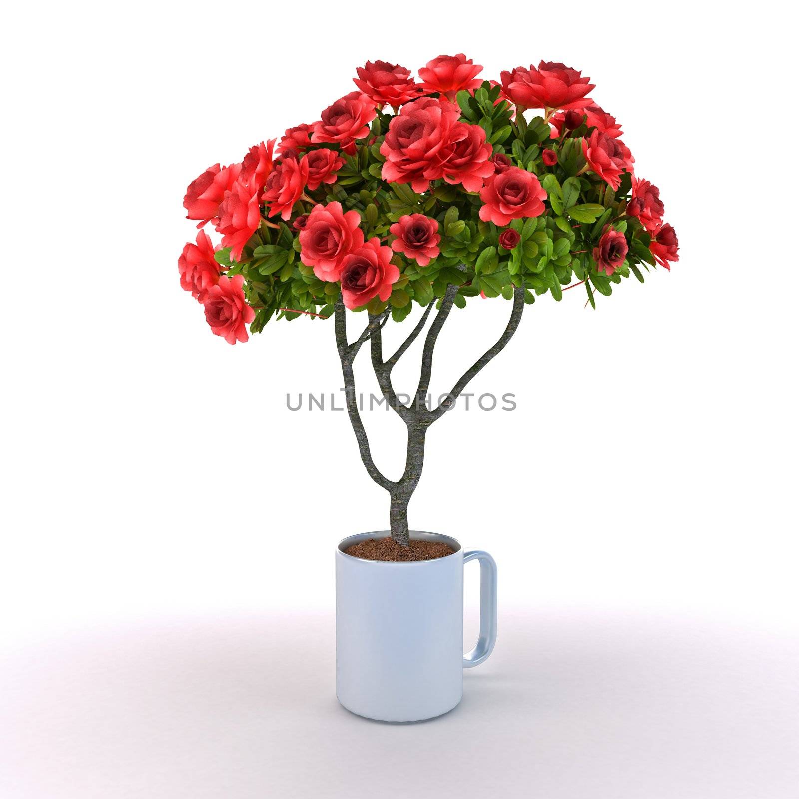 Rosebush grow from cup on white background