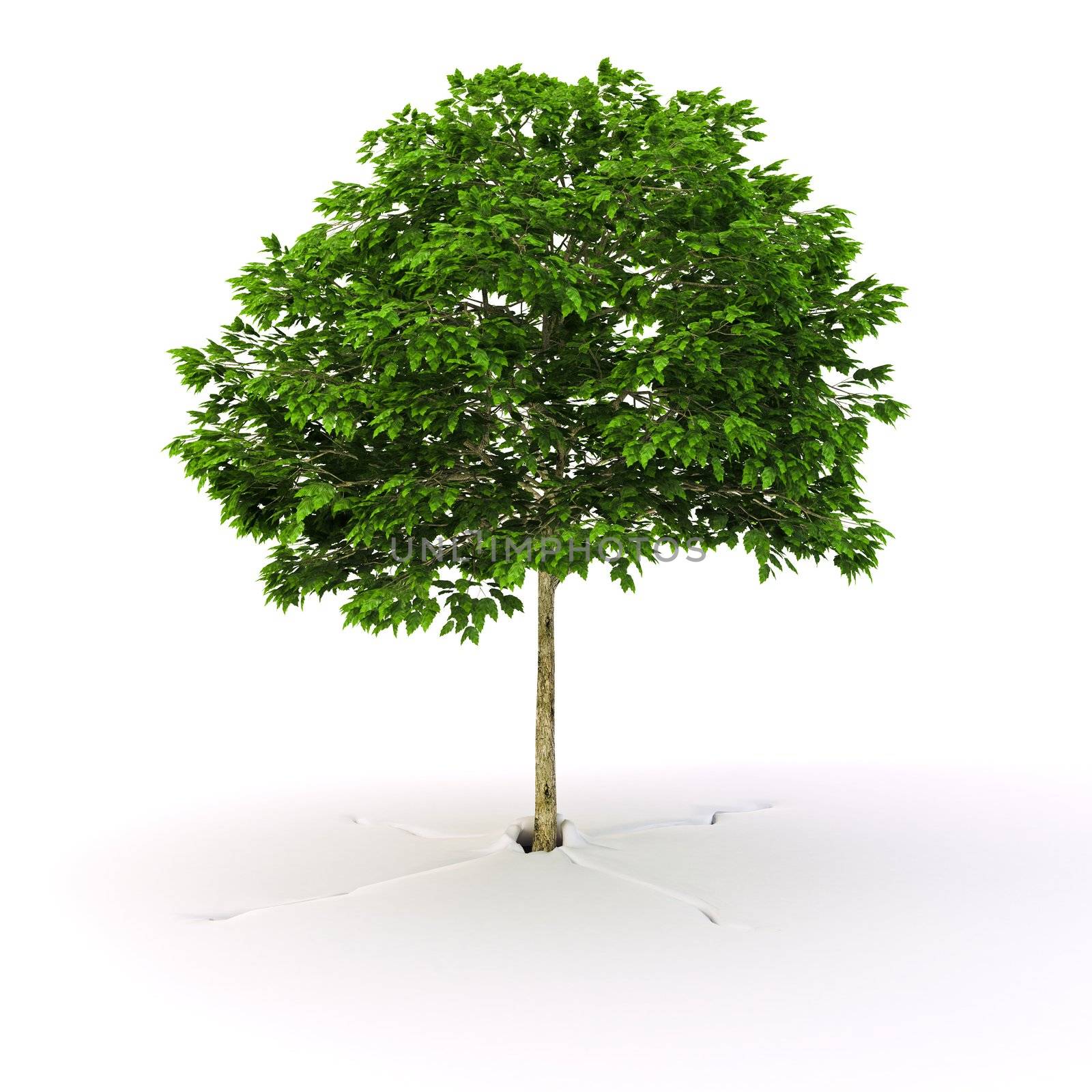 Green tree grow from ground on white background