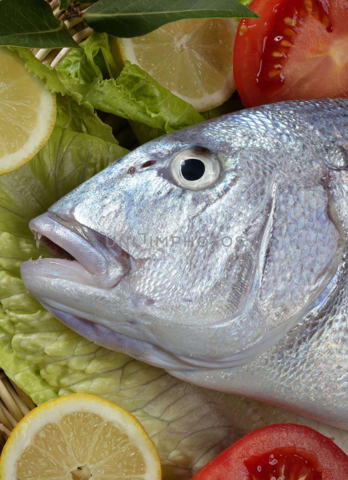 Denton, Mediterranean sparus fish, gilthead, snapper by lunamarina