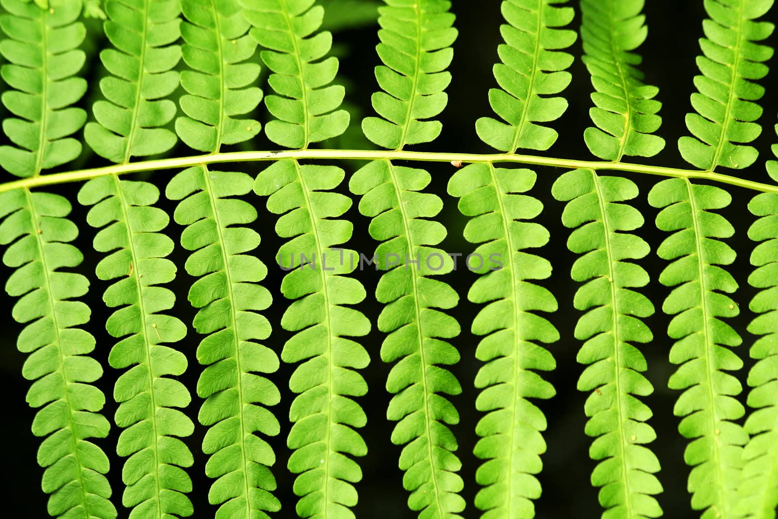 Fern frond leaf background by njnightsky