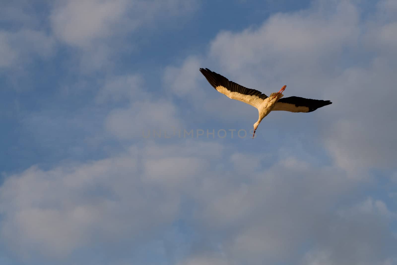 White Stork [Ciconia ciconia] flying in the cloudy blue sky