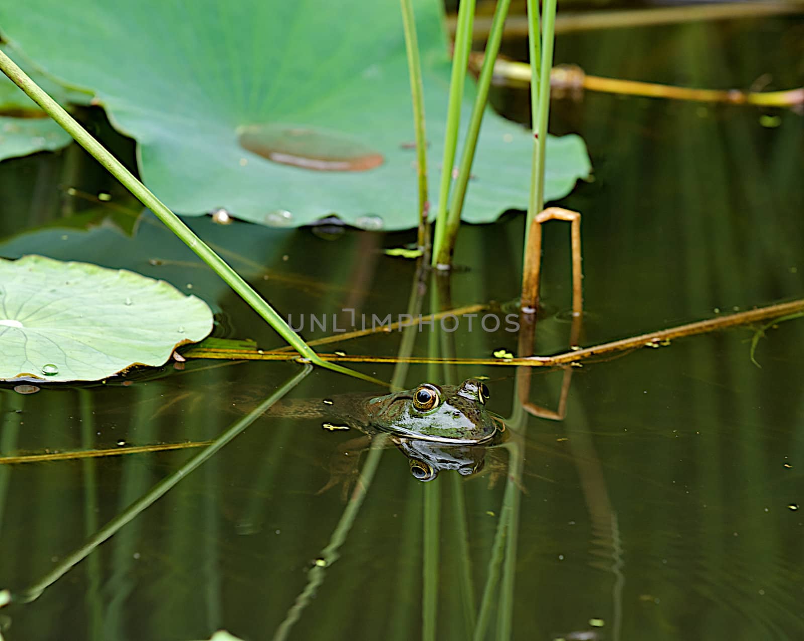 Frog in natural aquatic habitat peeking above the surface of the water.  Reflection of eyes in water.