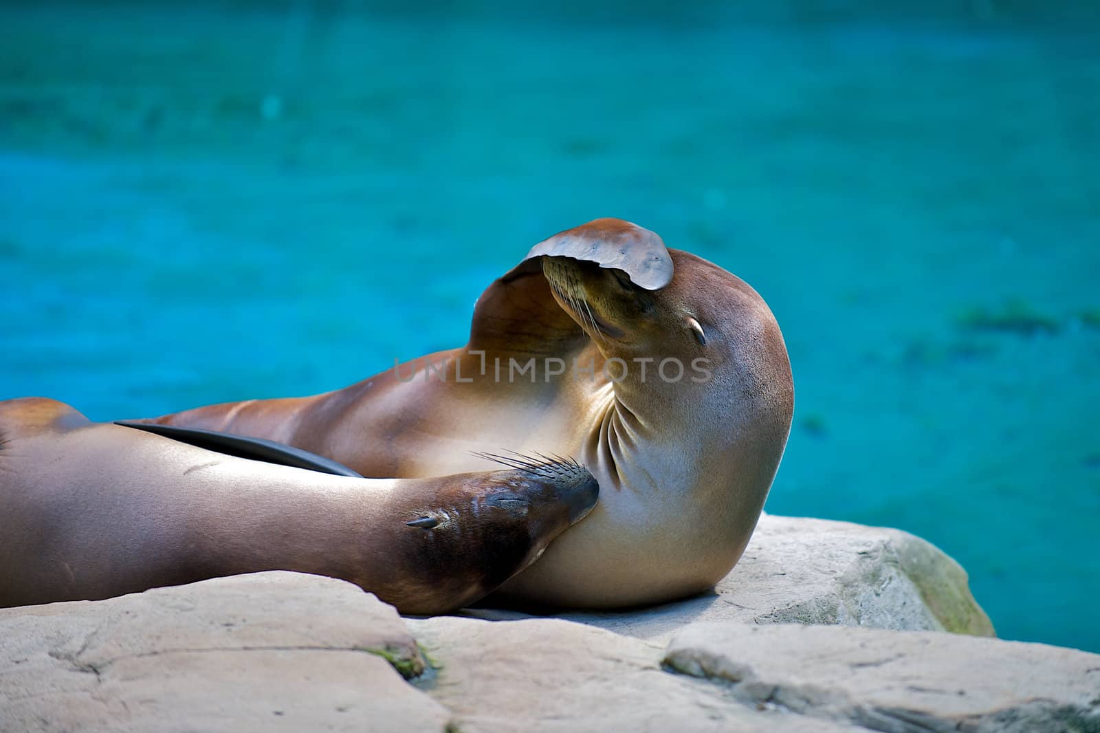 Two seals laying on rocks basking in the sun.  One has his flipper over his eyes as if shy or embarassed.