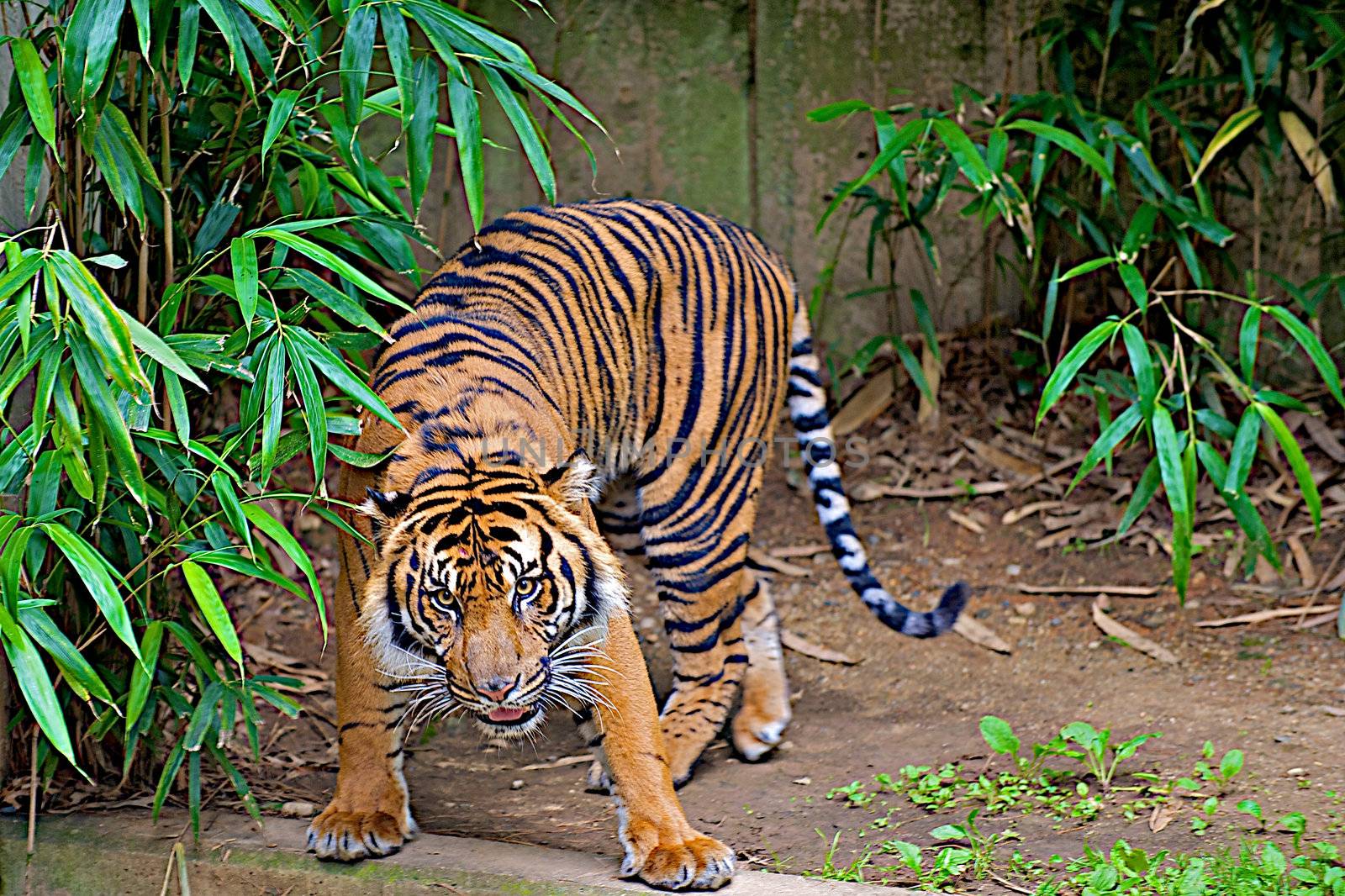 Tiger staring straight ahead getting ready to pounce.