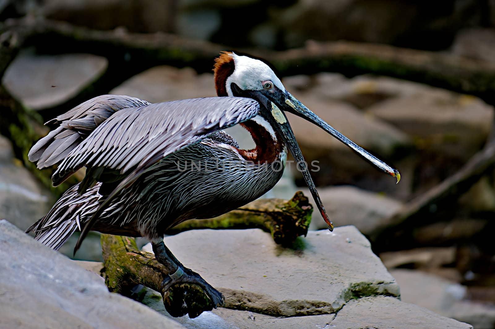 Pelican with beak open standing on rocks waiting for his dinner catch.