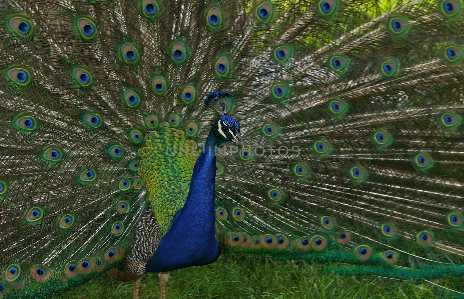 Colorful male peacock with tail feathers spread out covering the background.