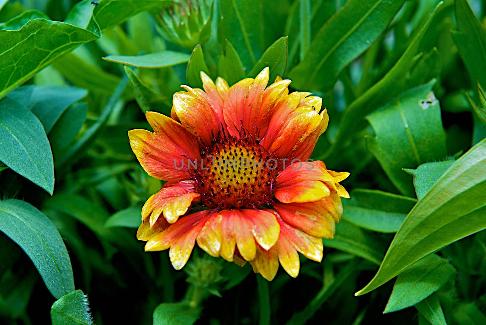 Orange and yellow sunflower in full bloom with green foliage surrounding it.
