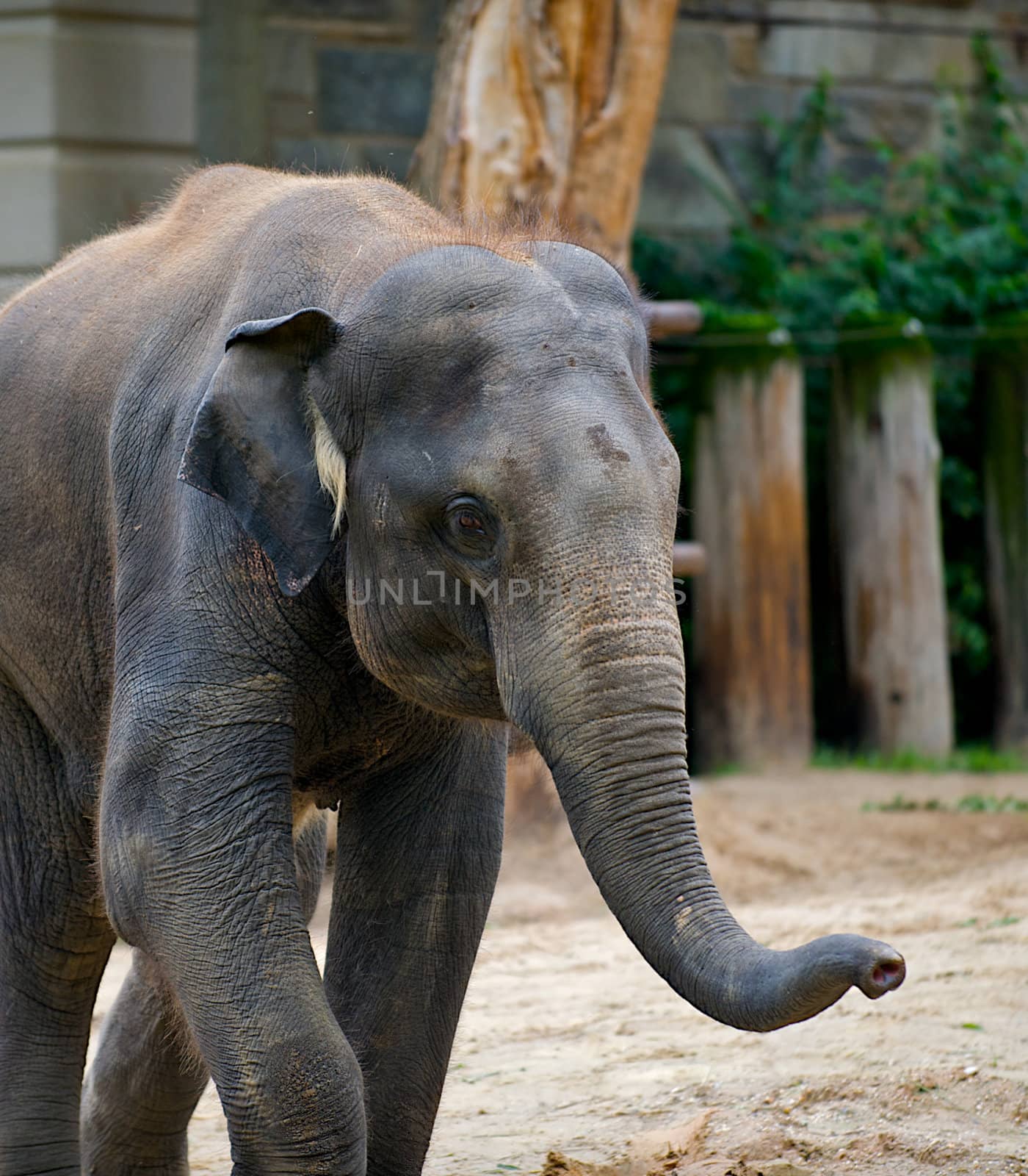 Elephant swinging his trunk while wandering around.