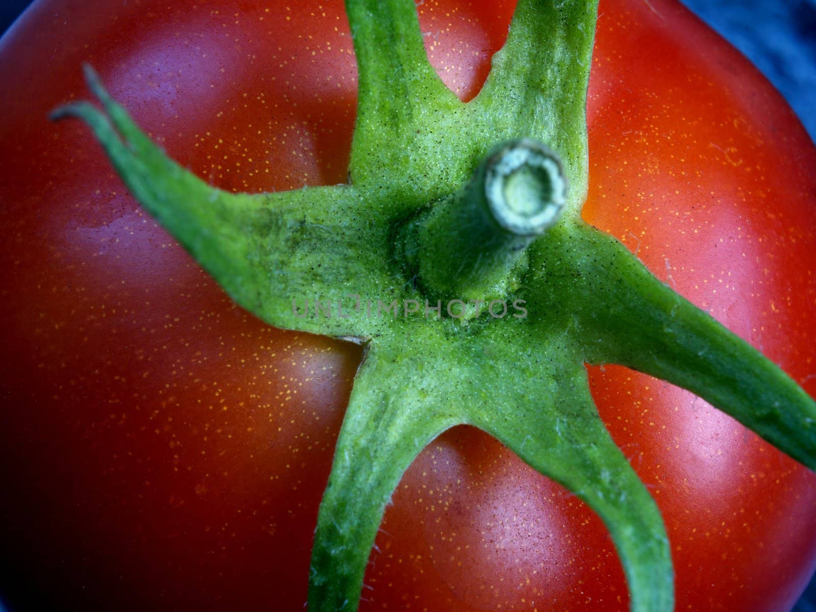 Close up of fresh tomato.