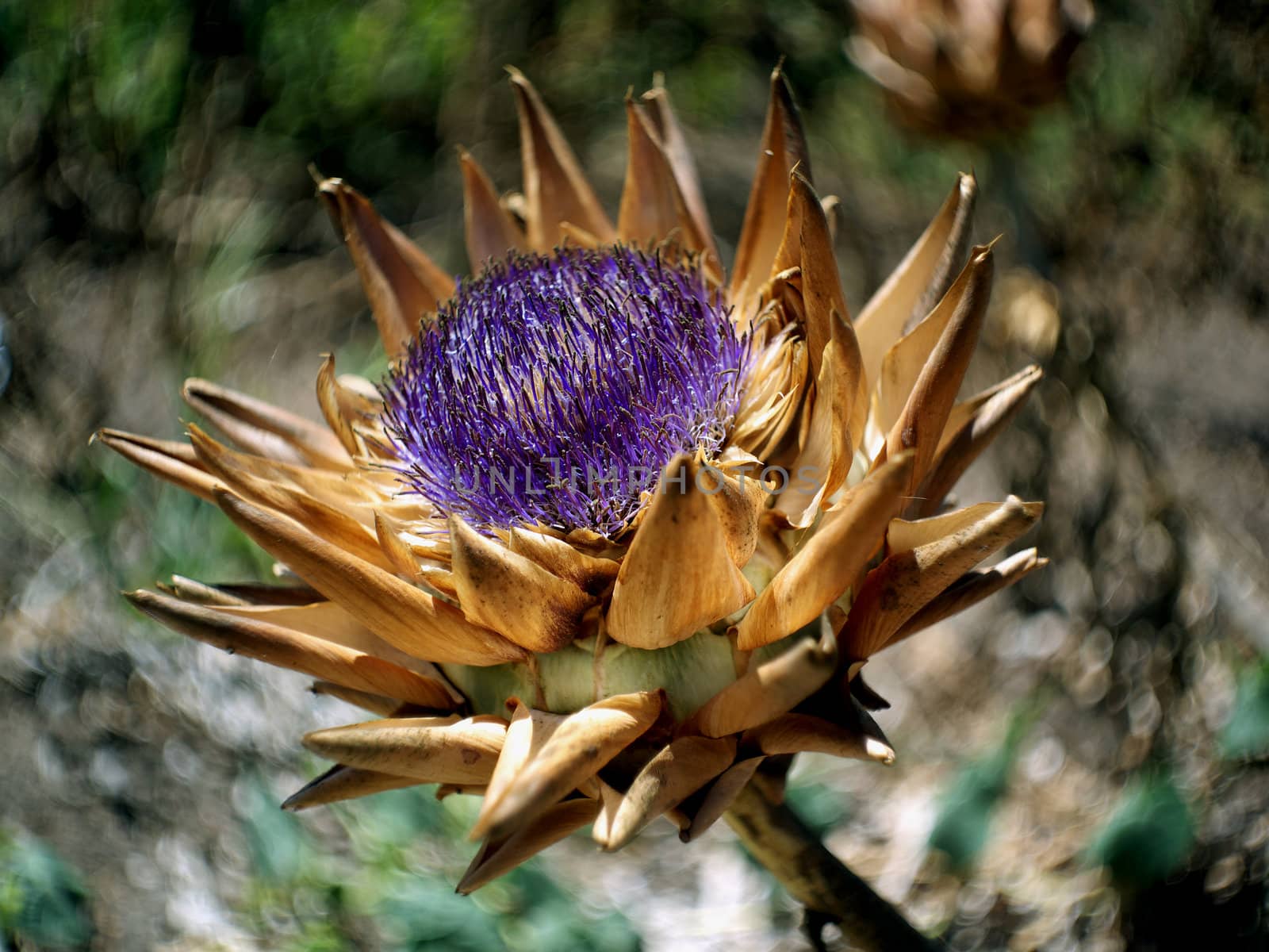 Close up of artichoke.