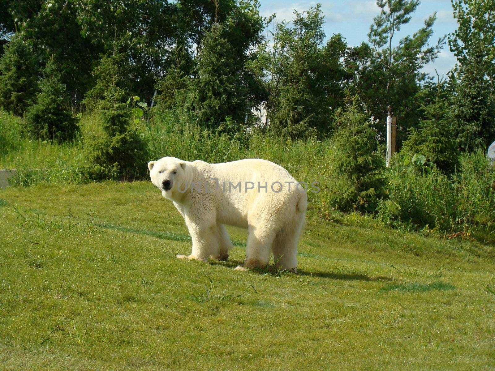 large white polar bear at Toronto zoo