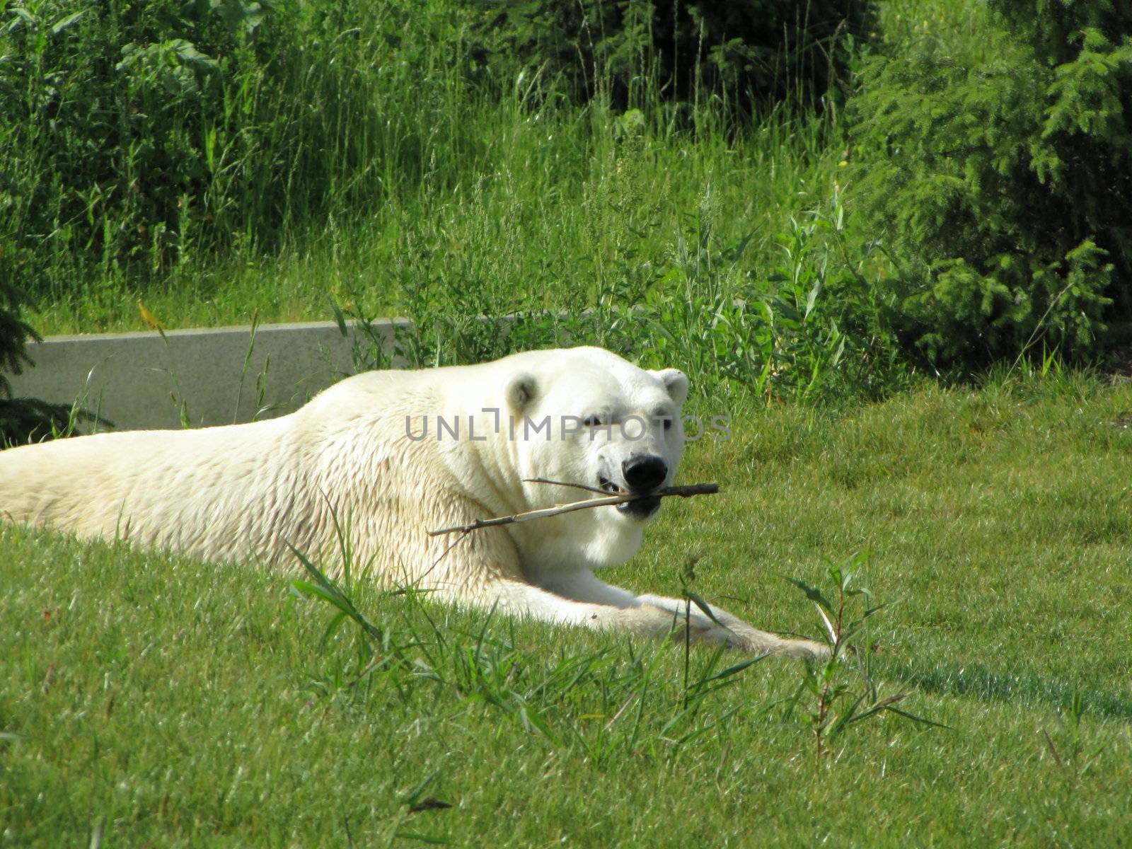 polar bear chewing a stick on a summer day