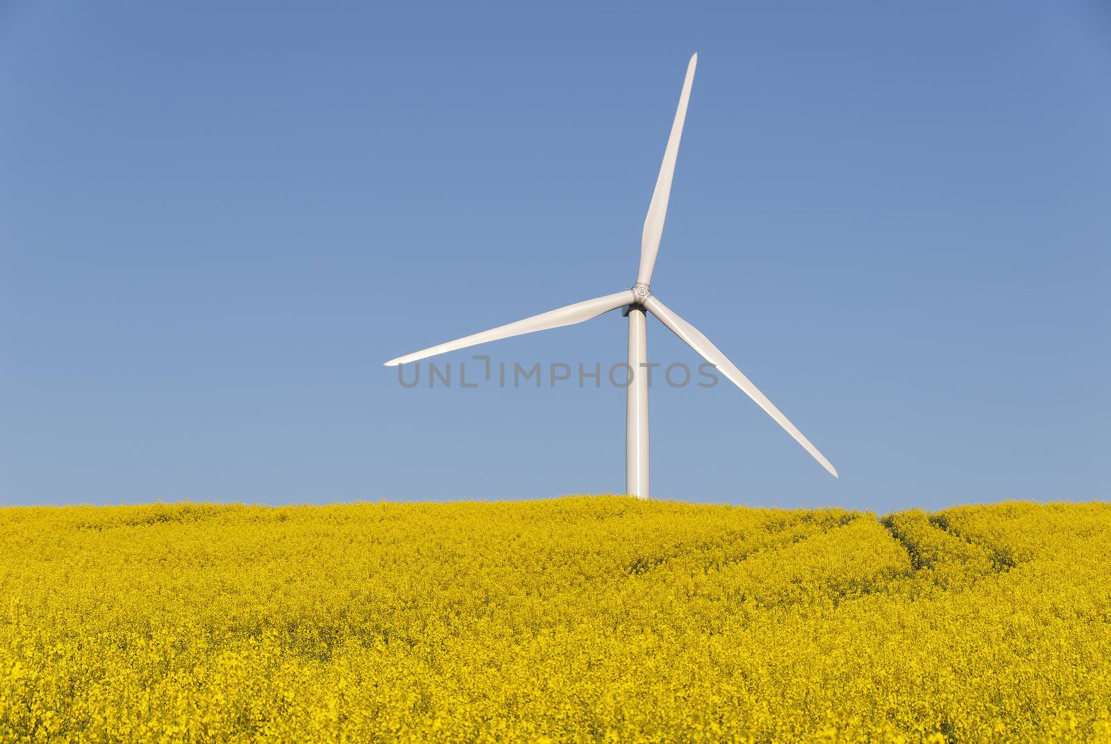 a wind turbine in a rapesseed field