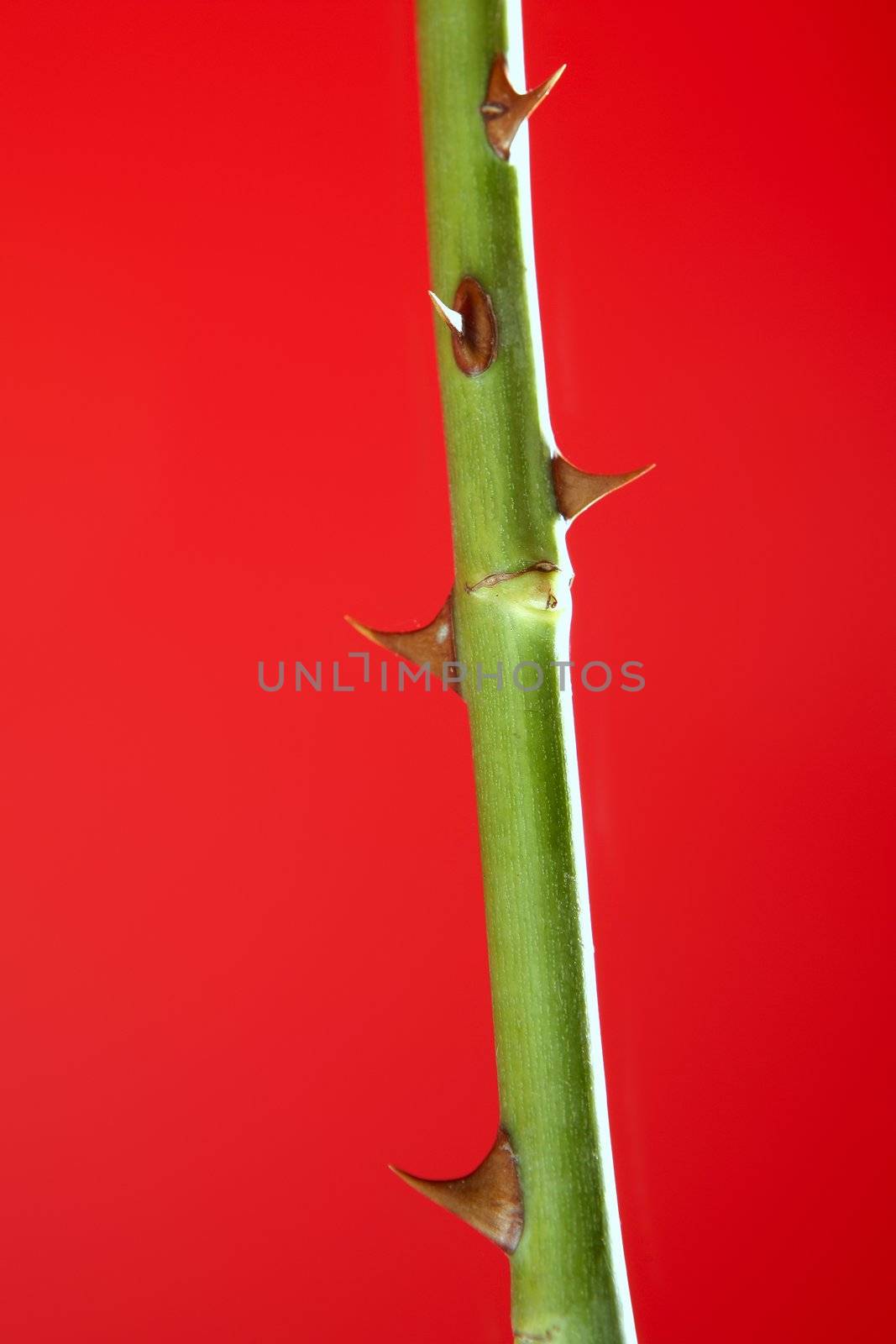 Rose vivid red plant with sting spines detail by lunamarina