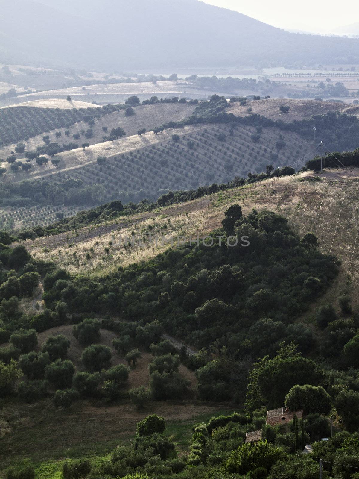 italy, tuscany, countryside and wineyards seen from Capalbio (Grosseto)