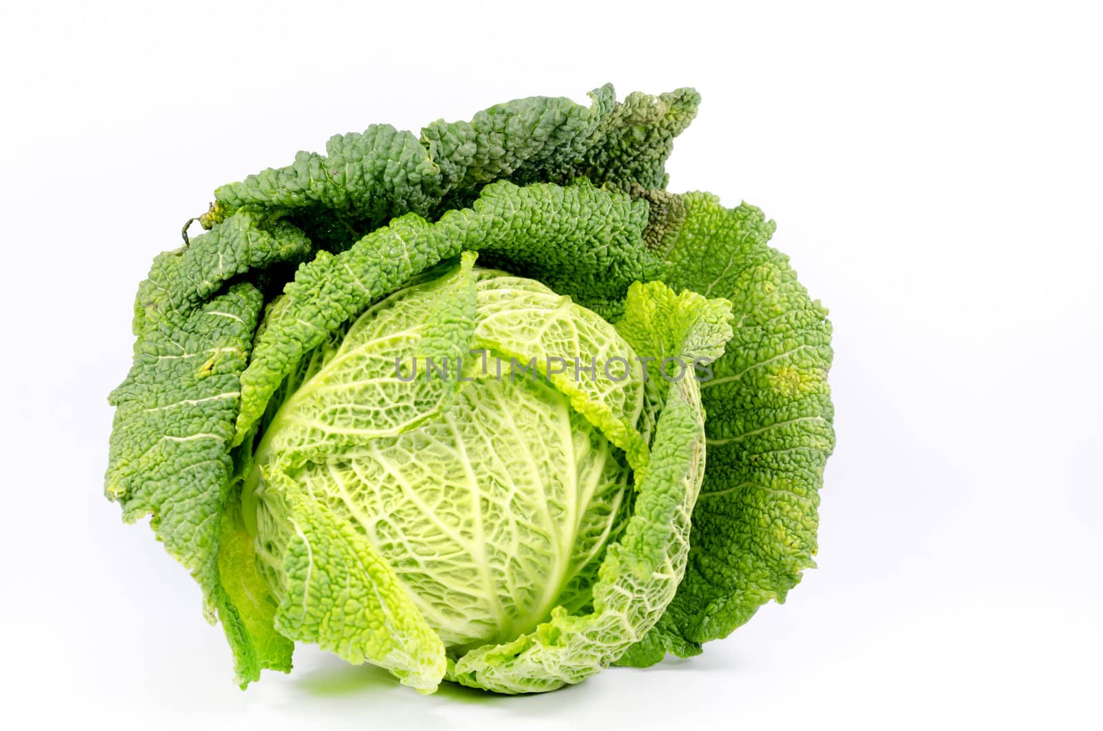isolated cabbage on white