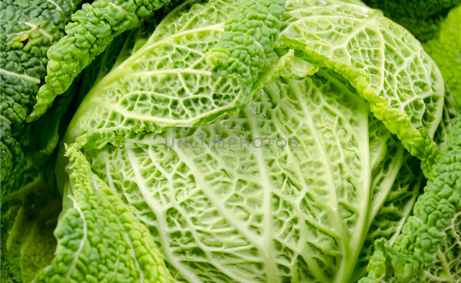 green cabbage