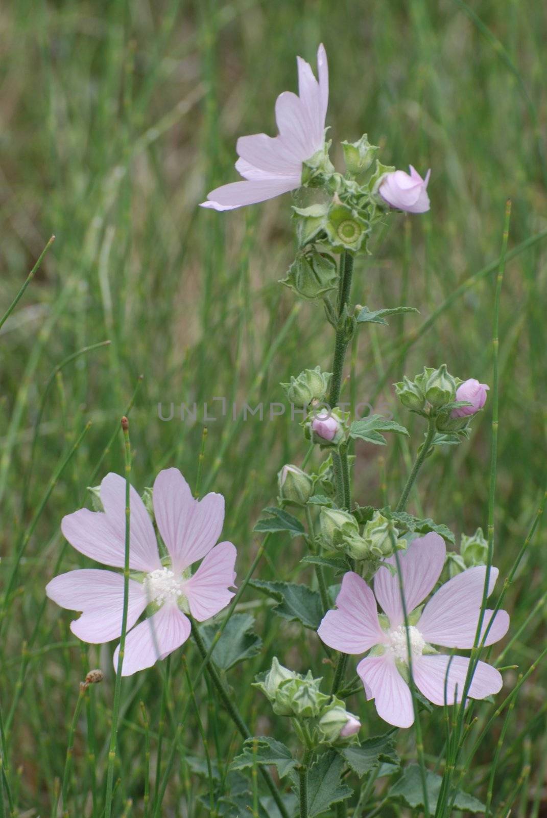 Field flowers
