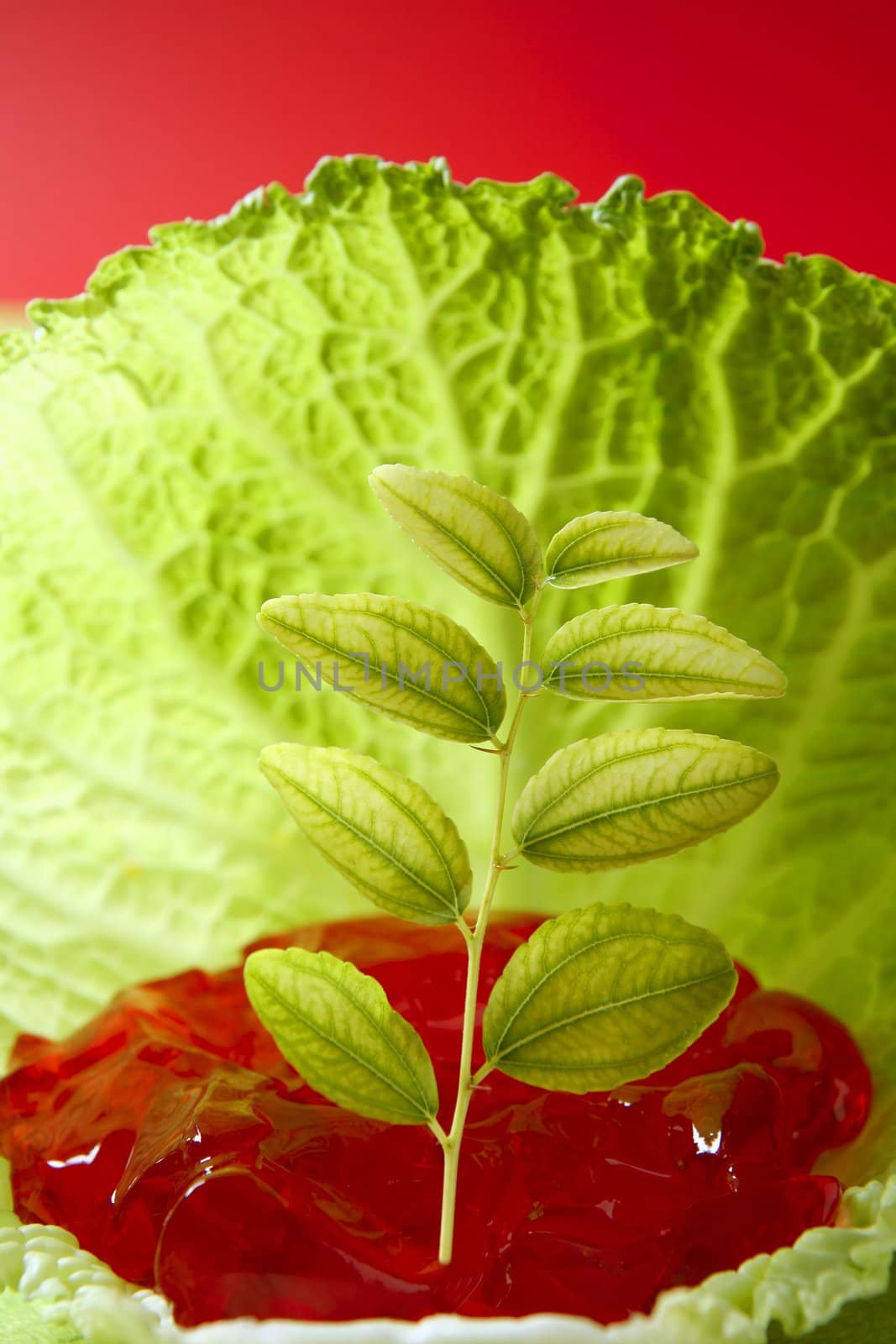 Abstract metaphor of green outbreak growing in cabbage leaf on red jelly