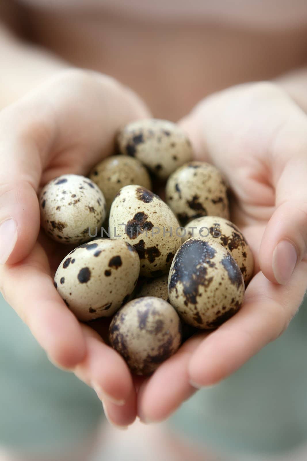 woman hands holding fragile quail eggs by lunamarina